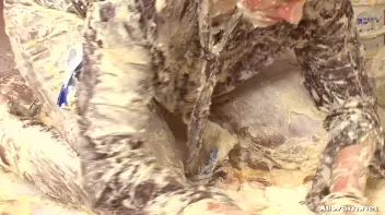 Furious Female Food Fight Screencap 86 on www.sinx.com